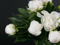 AlexisSantos AlexisSantos